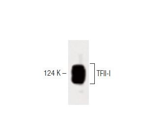 TFII-I Antibody (42) - Western Blotting - Image 60470 