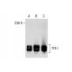 TFII-I Antibody (42) - Western Blotting - Image 287156