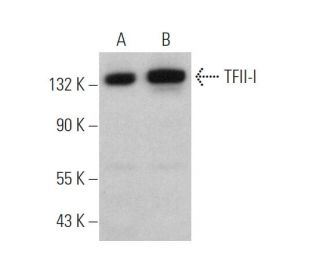 TFII-I Antibody (B-7) - Western Blotting - Image 372602