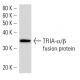 TFIIA-α/β Antibody (708C4a) - Western Blotting - Image 16803