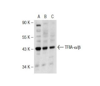 TFIIA-&alpha;/&beta; Antibody (708C4a) - Western Blotting - Image 146744 