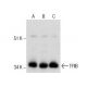 TFIIB Antibody (24) - Western Blotting - Image 285982 