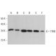 western blotting image from recommended TFIIB (D-3) monoclonal antibody replacement. Image 380757