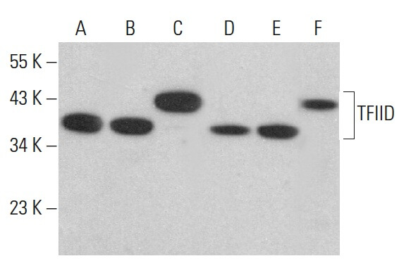 ぴょんた様　BSCDサラ　レッド TFIID/TATA Binding Protein/TBP Antibody (1TBP18) | SCBT