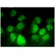 TFIID/TATA Binding Protein/TBP Antibody (C-8) - Immunofluorescence - Image 296431 