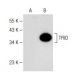 TFIID/TATA Binding Protein/TBP Antibody (C-8) - Western Blotting - Image 147833
