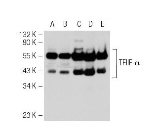 western blotting image from recommended TFIIE-&alpha; (E-2) monoclonal antibody replacement. Image 30326