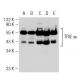 western blotting image from recommended TFIIE-α (E-2) monoclonal antibody replacement. Image 30326
