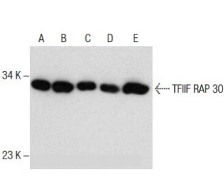 TFIIF RAP 30 Antibody (G-3) - Western Blotting - Image 285989 