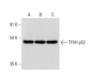 TFIIH p52 Antibody (A-10) - Western Blotting - Image 319281 