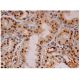 TFIIH p52 Antibody (A-2) - Immunohistochemistry - Image 284869 