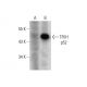 TFIIH p52 Antibody (A-2) - Western Blotting - Image 136207 