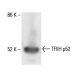 TFIIH p52 Antibody (A-2) - Western Blotting - Image 411952