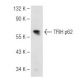 TFIIH p62 Antibody (G-10) - Western Blotting - Image 82215 