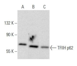 TFIIH p62 Antibody (G-10) - Western Blotting - Image 356997 