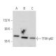 TFIIH p62 Antibody (G-10) - Western Blotting - Image 356997 