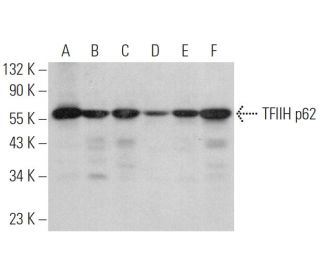 western blotting image from recommended TFIIH p62 (H-10) monoclonal antibody replacement. Image 375890
