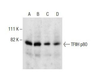 TFIIH p80 Antibody (G-2) - Western Blotting - Image 287191