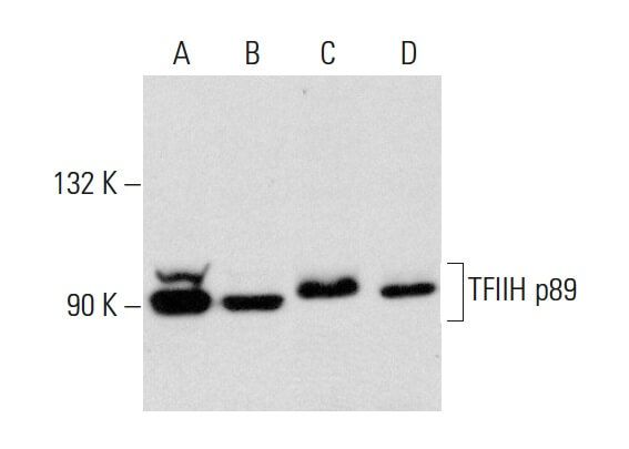 anti tfiih p89 antibody g 10