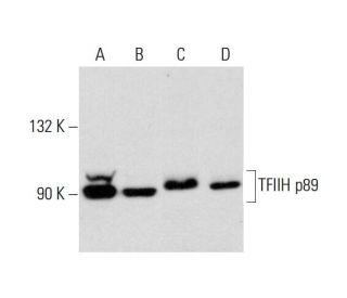 western blotting image from recommended TFIIH p89 (G-10) monoclonal antibody replacement. Image 144792