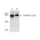 TFIIIB90-1/2/3/5 Antibody (A-8) - Western Blotting - Image 289929 