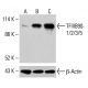 TFIIIB90-1/2/3/5 Antibody (A-8) - Western Blotting - Image 415159