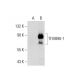 TFIIIB90-1/4 Antibody (B-8) - Western Blotting - Image 137630 