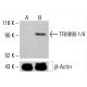 TFIIIB90-1/4 Antibody (B-8) - Western Blotting - Image 414171