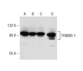 TFIIIB90-1 Antibody (BRF1G2A8) - Western Blotting - Image 148857 