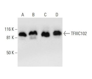 TFIIIC102 Antibody (C-2) - Western Blotting - Image 293036 