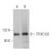 TFIIIC102 Antibody (C-2) - Western Blotting - Image 367219 