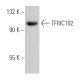 TFIIIC102 Antibody (C-2) - Western Blotting - Image 367225