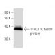 TFIIIC110 Antibody (2395C2a) - Western Blotting - Image 16811 