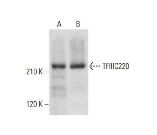 TFIIIC220 Antibody (F-12) - Western Blotting - Image 308413 