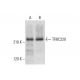 TFIIIC220 Antibody (F-12) - Western Blotting - Image 308413 