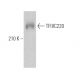 TFIIIC220 Antibody (F-12) - Western Blotting - Image 368707