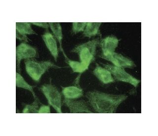 TFPI Antibody (G-5) - Immunofluorescence - Image 149798 