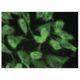 TFPI Antibody (G-5) - Immunofluorescence - Image 149798 