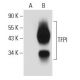 TFPI Antibody (G-6) - Western Blotting - Image 44234 