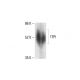 TFPI Antibody (G-6) - Western Blotting - Image 412193