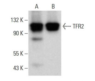 TFR2 Antibody (B-6) - Western Blotting - Image 381068 