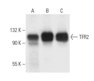 western blotting image from recommended TFR2 (9F8 1C11) monoclonal antibody replacement. Image 9568