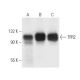 western blotting image from recommended TFR2 (9F8 1C11) monoclonal antibody replacement. Image 9568