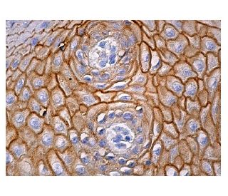 TGase1 Antibody (E-6) - Immunohistochemistry - Image 159233 