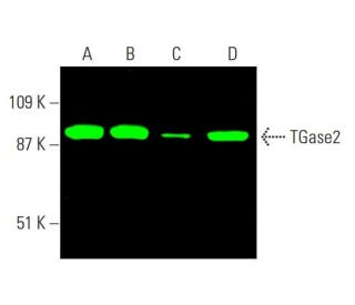 TGase2 Antibody (E-3) - Western Blotting - Image 386183