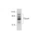 TGase4 Antibody (C-11) - Western Blotting - Image 333354 