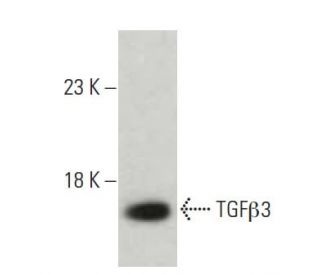 TGFβ3 Antibody (G-9) - Western Blotting - Image 397523