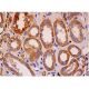 immunohistochemistry image from recommended TGFα (D-6) monoclonal antibody replacement. Image 286452