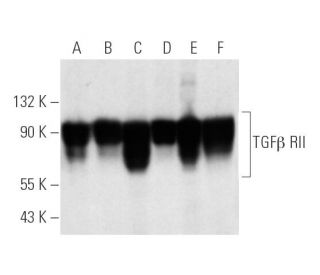 western blotting image from recommended TGF beta Receptor 2/TGFBR2 (C-4) monoclonal antibody replacement. Image 2805