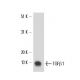 TGF beta 1 Antibody (TB21) - Western Blotting - Image 17226 